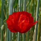 Coquelicot solitaire