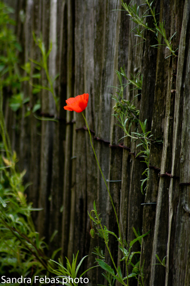 coquelicot solitaire