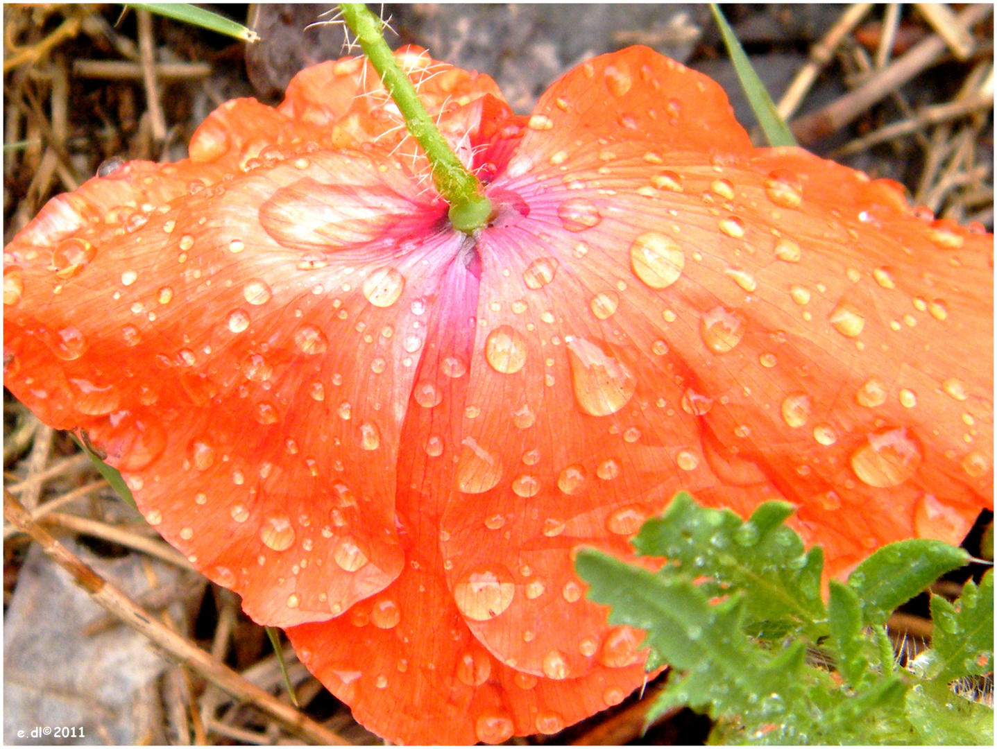 coquelicot sous la pluie