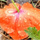 coquelicot sous la pluie