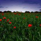 Coquelicot, star du printemps 2013