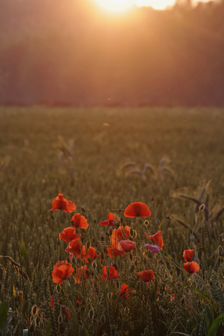 coquelicot sur un fossé