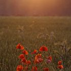 coquelicot sur un fossé