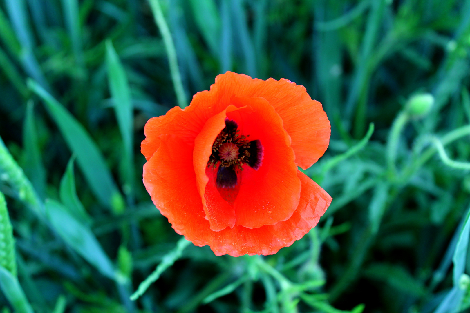 COQUELICOT1