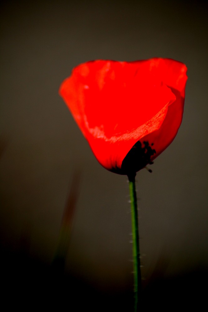 coquelicot2