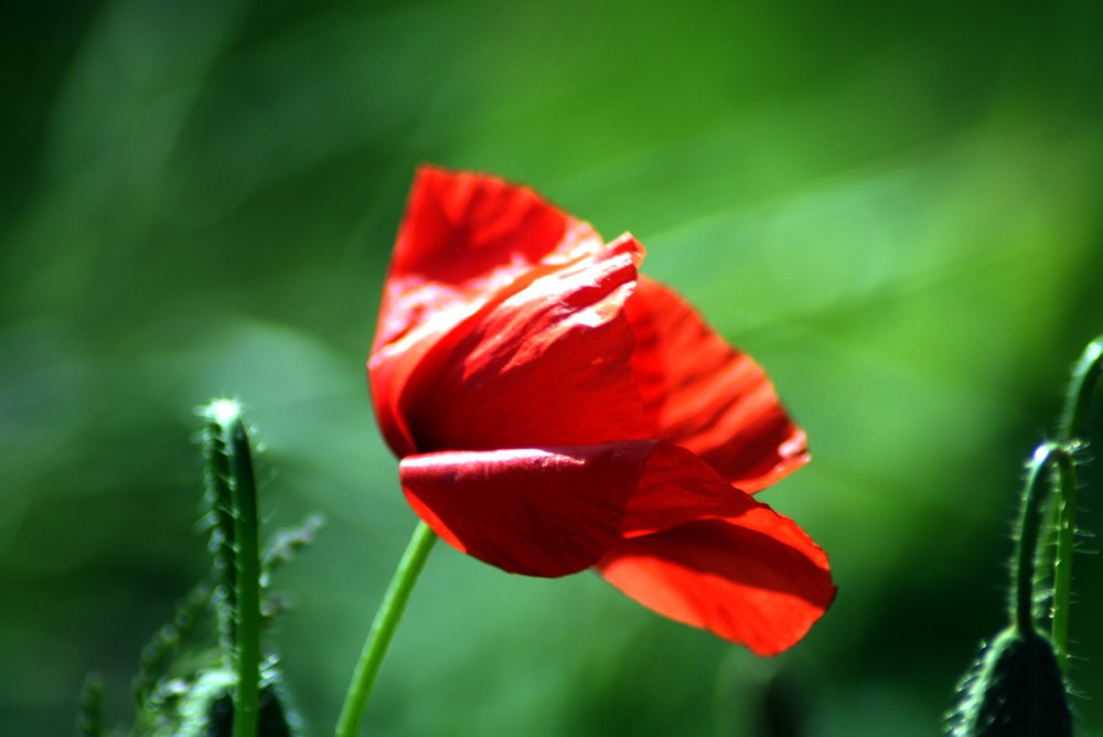 coquelicot3