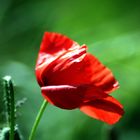 coquelicot3