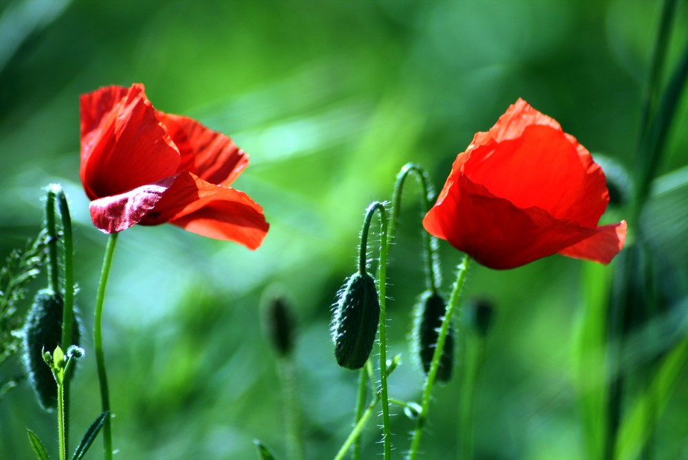 coquelicot4