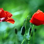 coquelicot4