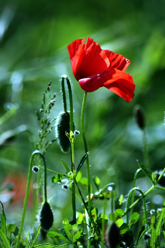 coquelicot5