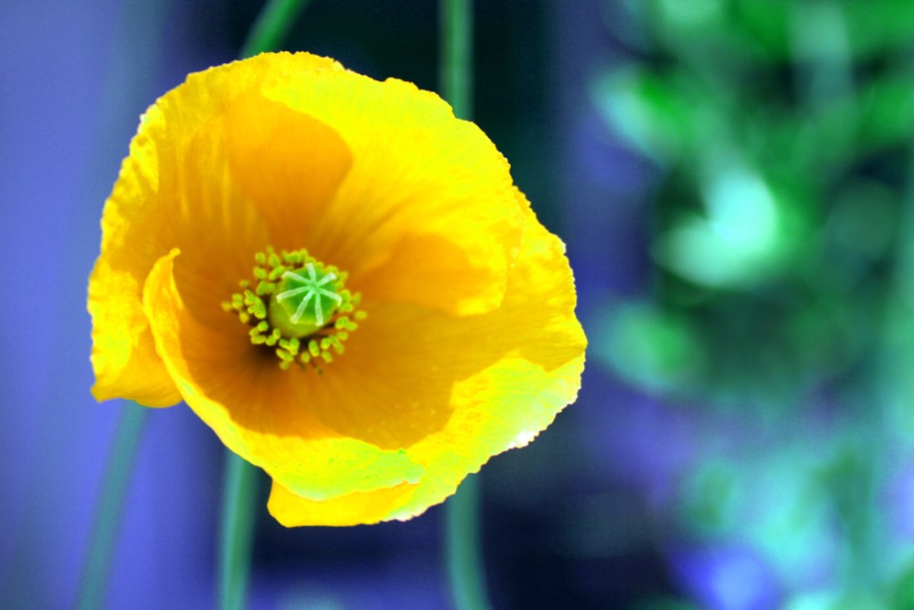 coquelicot...jaune