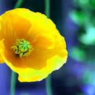 coquelicot...jaune