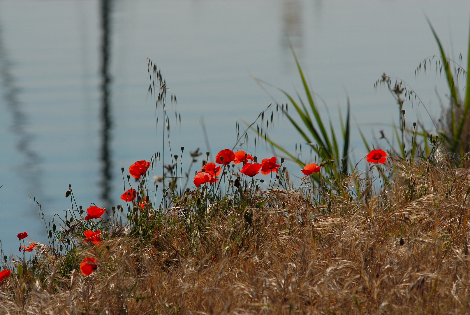 Coquelicots