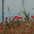 Coquelicots