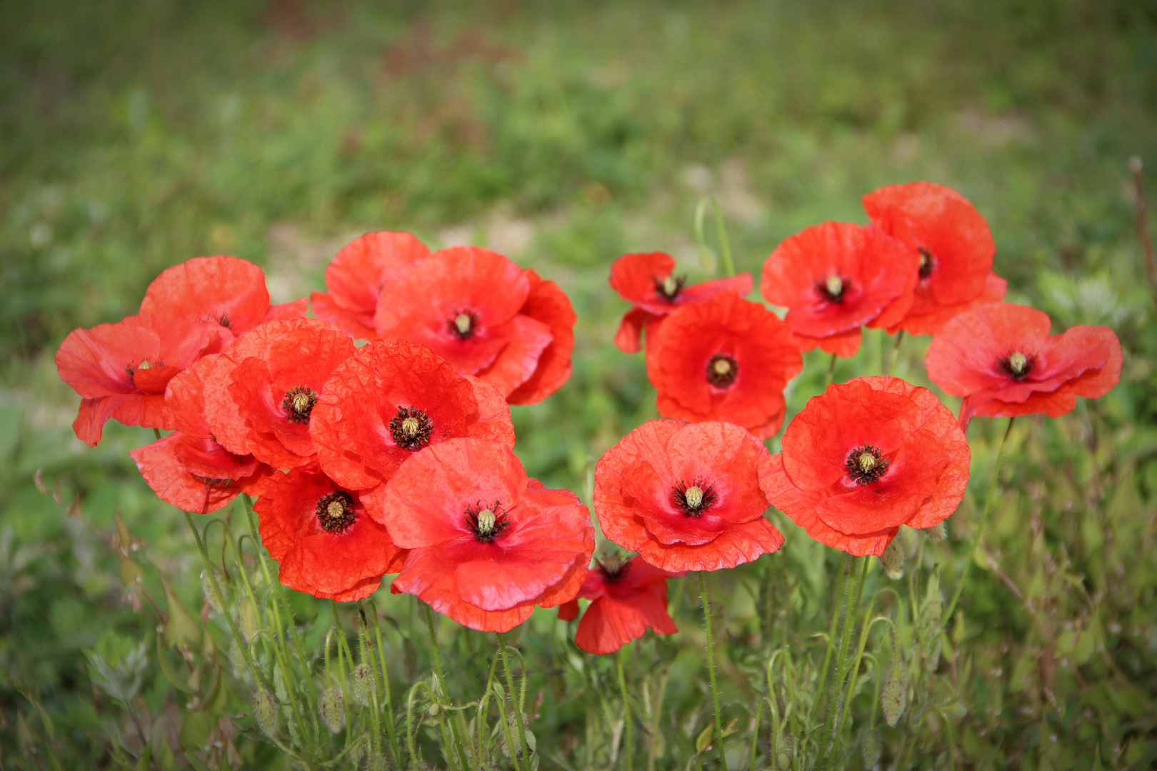 Coquelicots