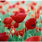 Coquelicots