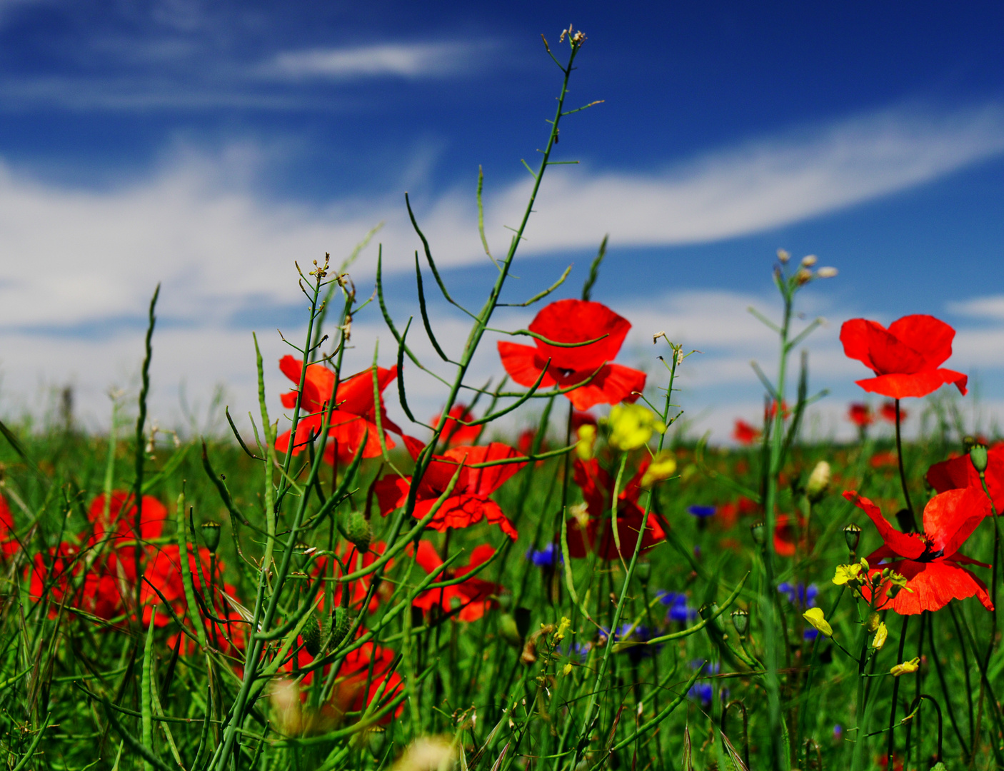 coquelicots 1