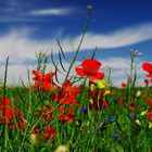 coquelicots 1