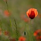 Coquelicots #1