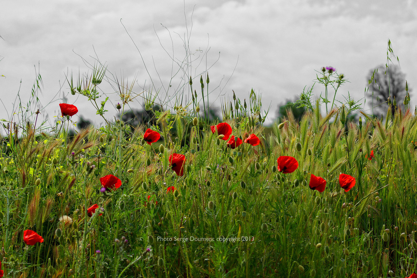 Coquelicots 1