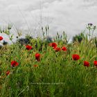 Coquelicots 1