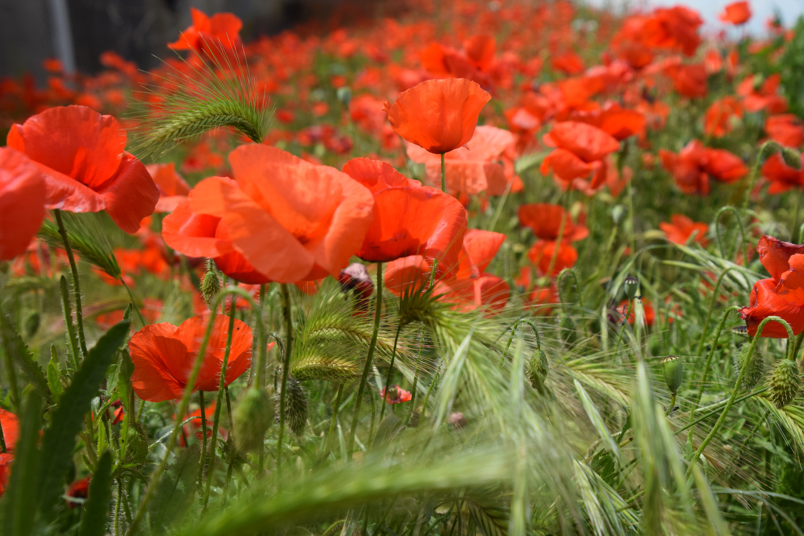 Coquelicots 1