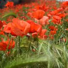 Coquelicots 1