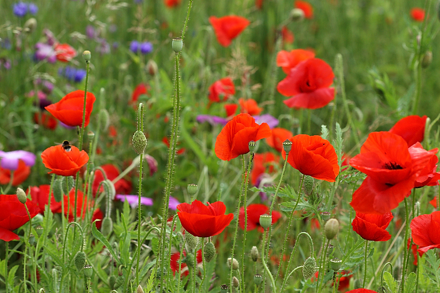 coquelicots