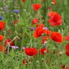 coquelicots