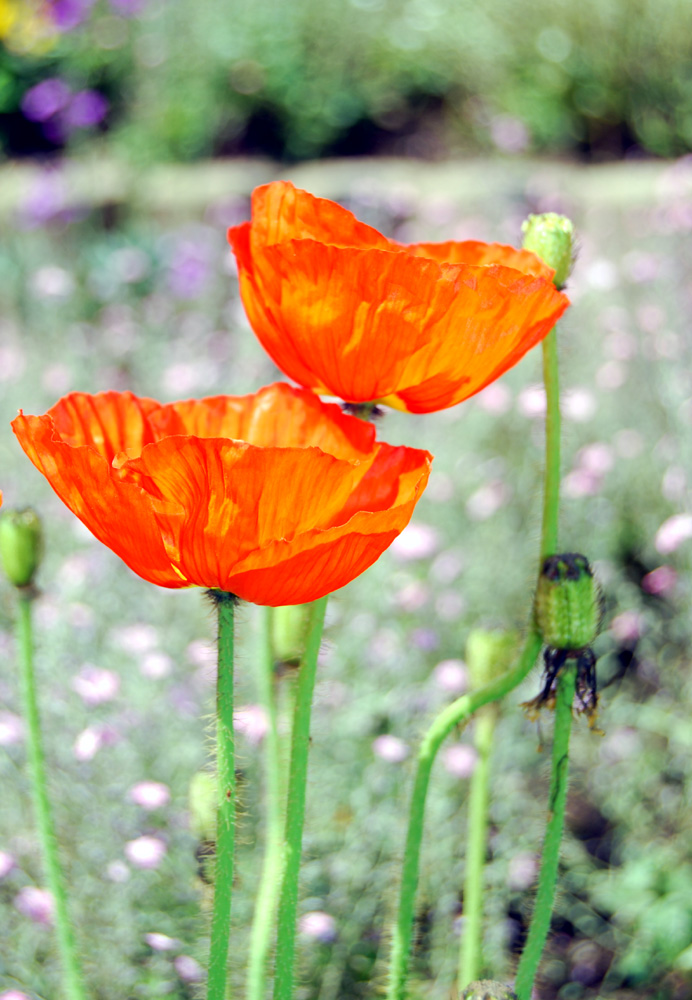 Coquelicots