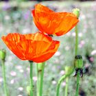 Coquelicots