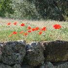 coquelicots