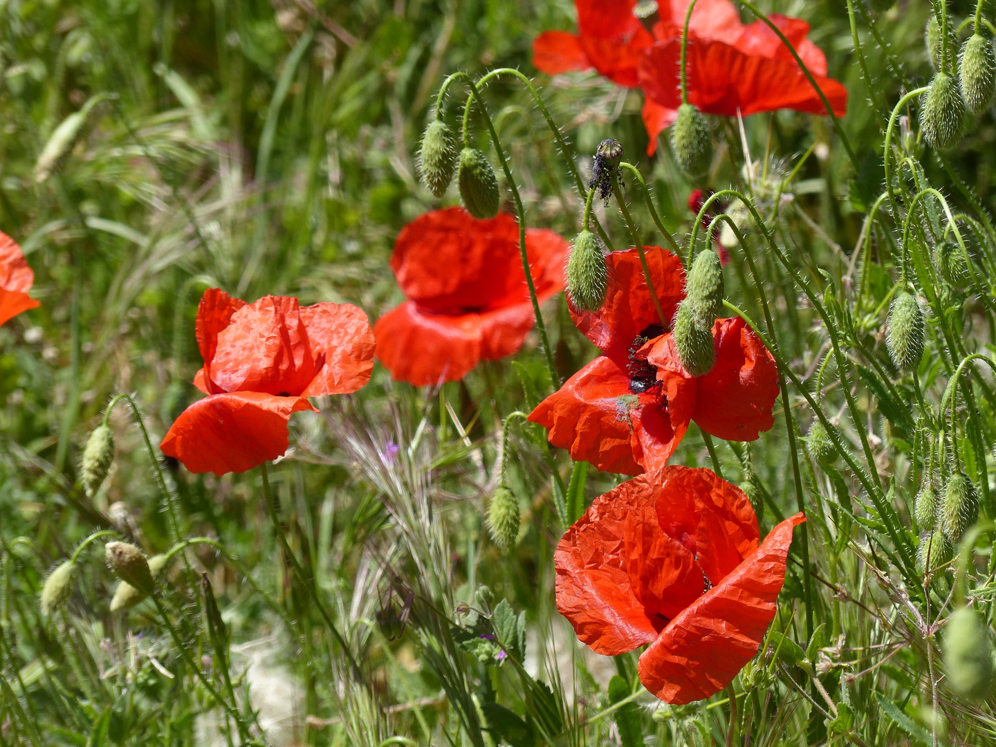 coquelicots