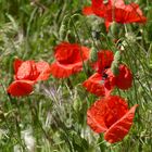 coquelicots