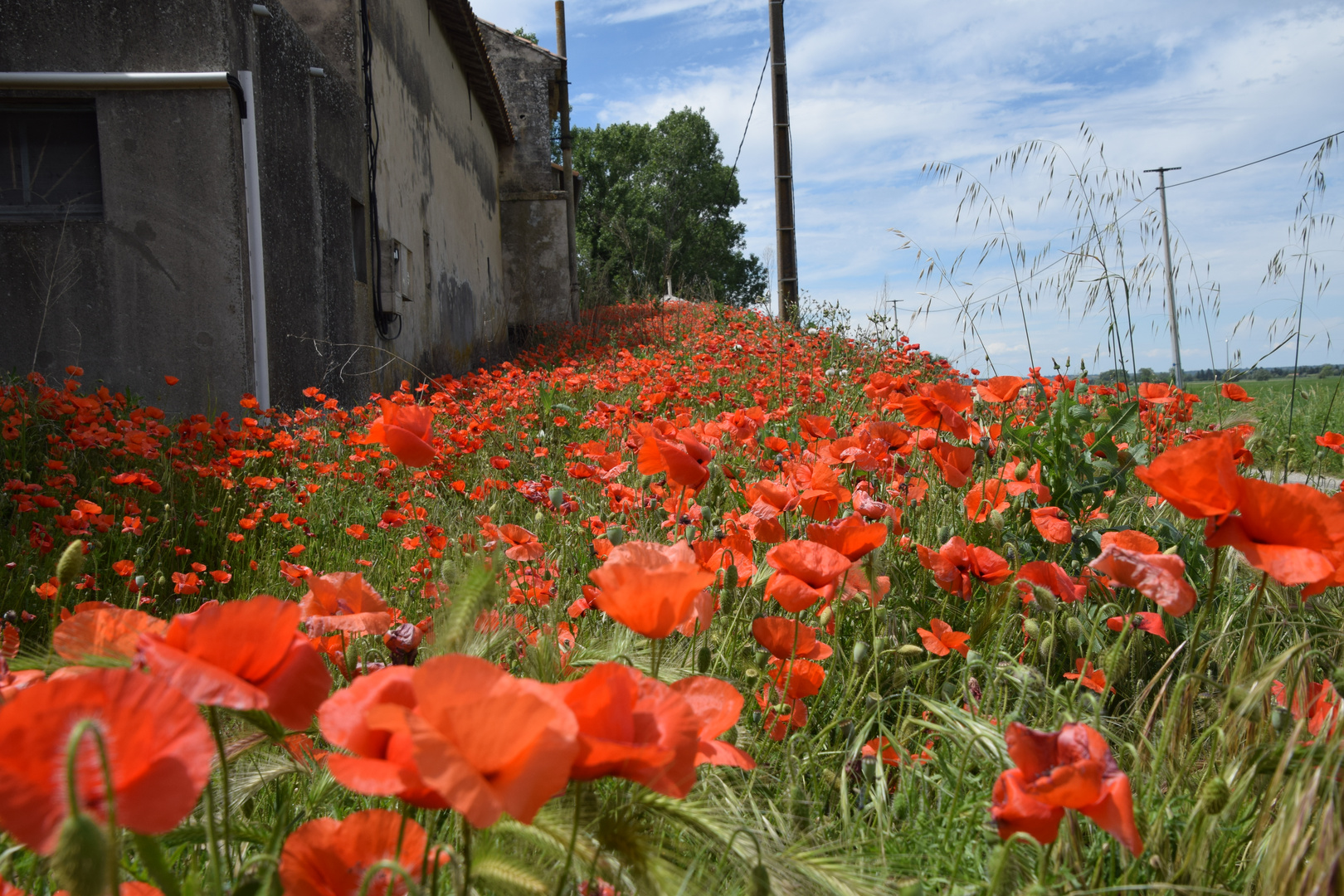 Coquelicots 2