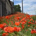 Coquelicots 2