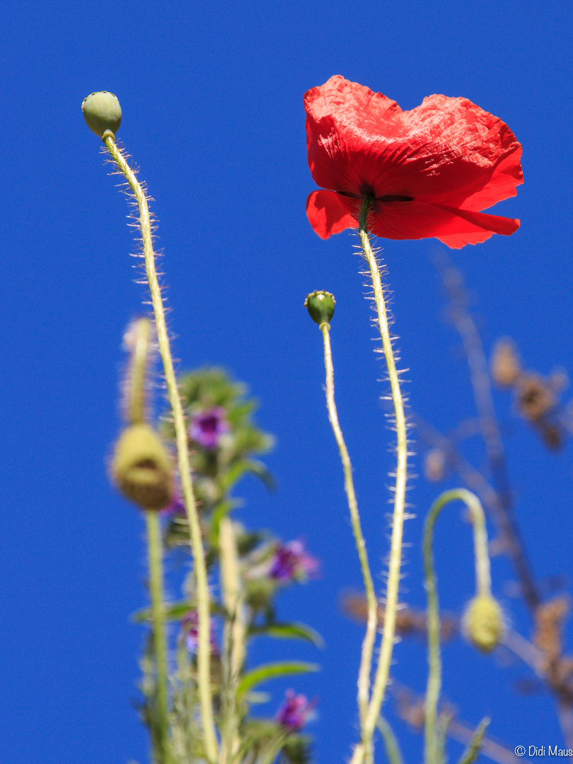 coquelicots 2