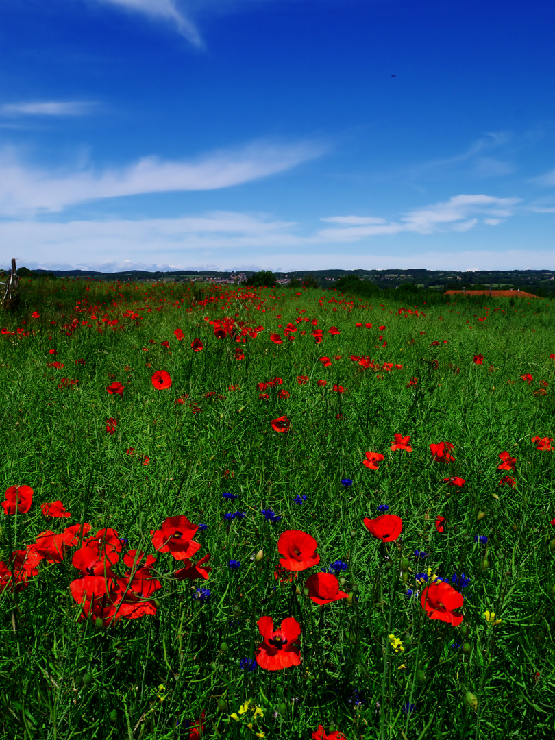 coquelicots 2