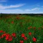 coquelicots 2