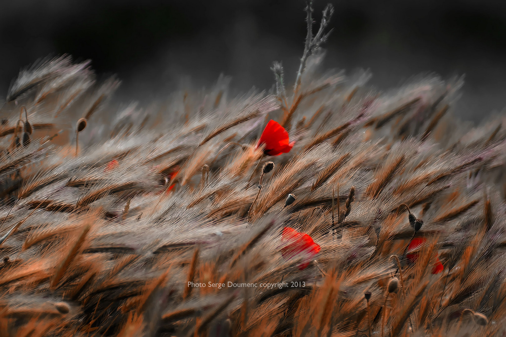 Coquelicots 2