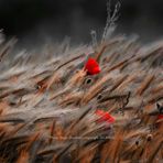 Coquelicots 2