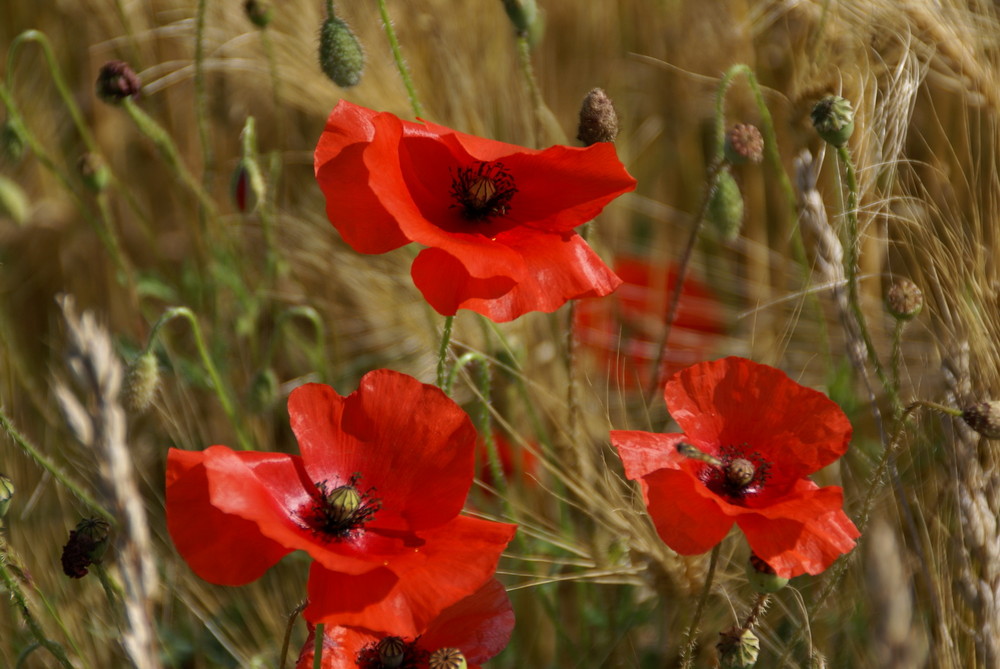 coquelicots 2