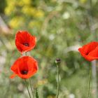 Coquelicots