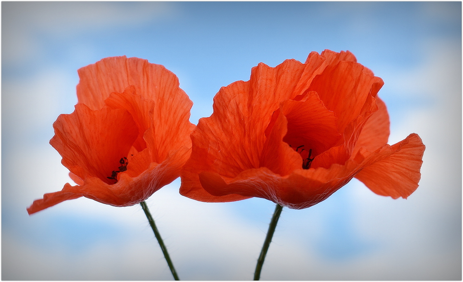 coquelicots