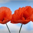 coquelicots