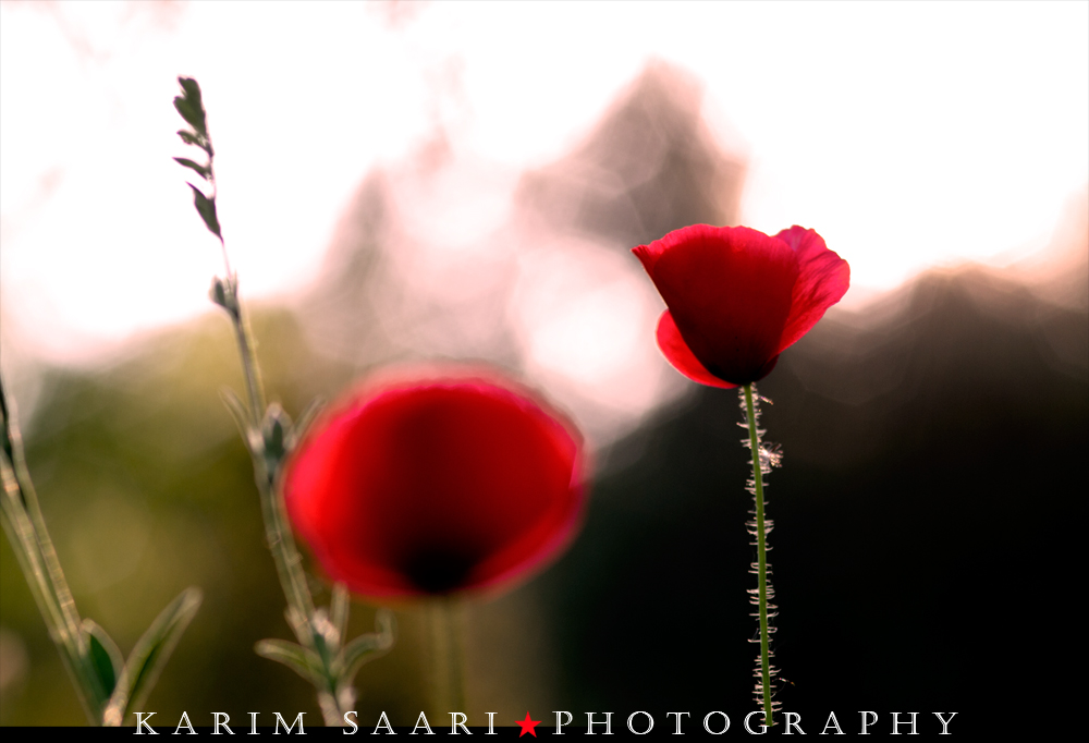 Coquelicots