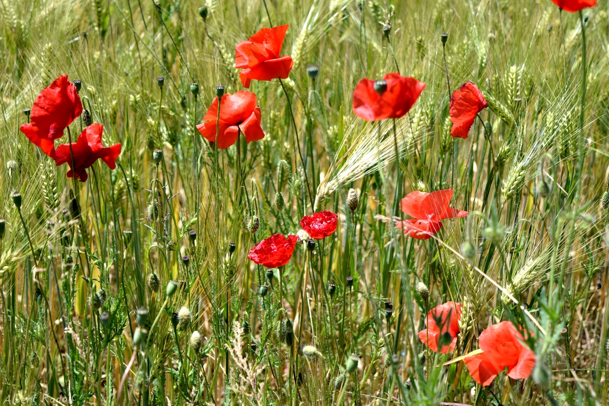 Coquelicots Foto & Bild reportage dokumentation, europe, schweiz
