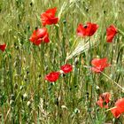 Coquelicots