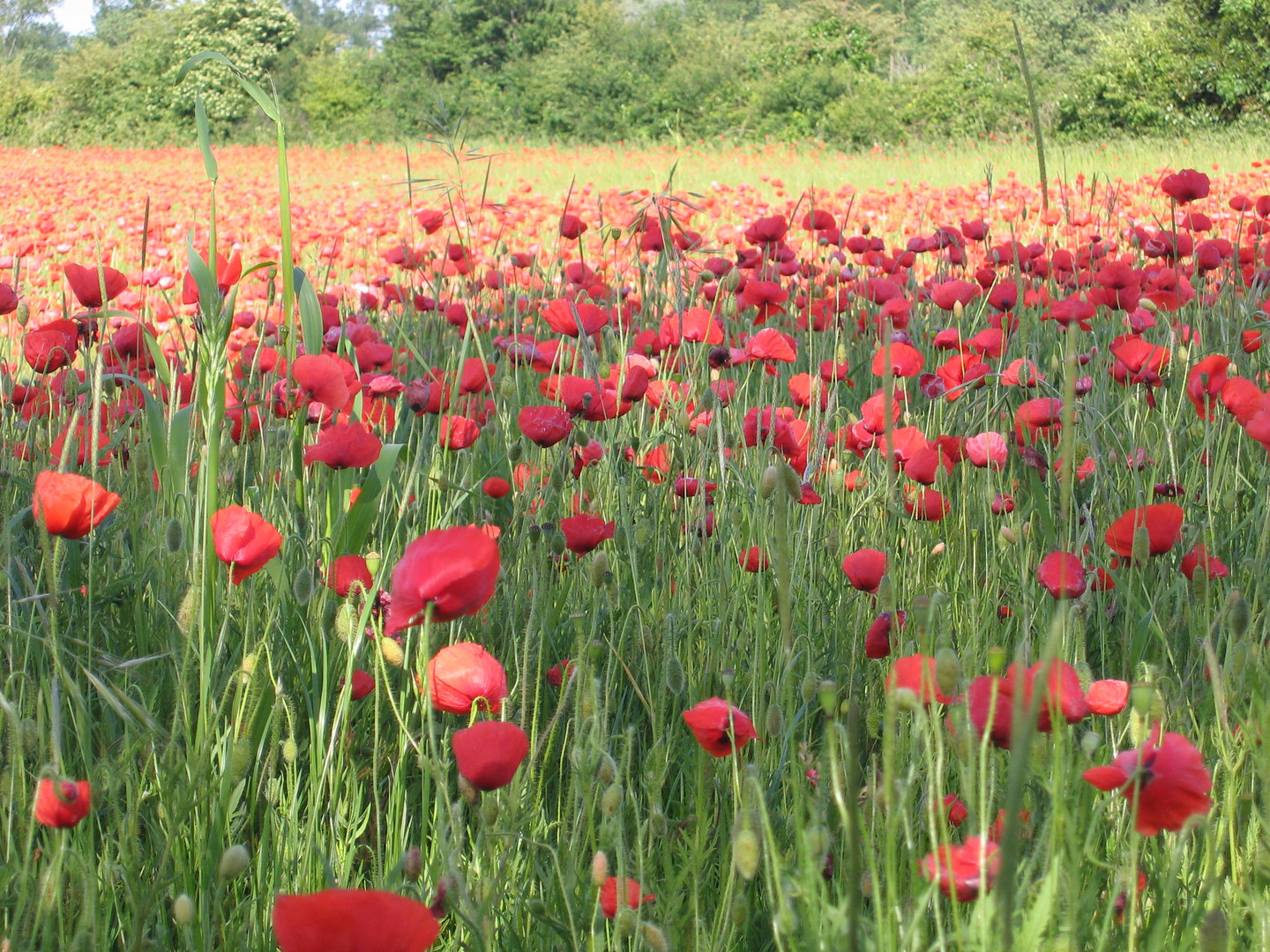 Coquelicots