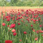 Coquelicots